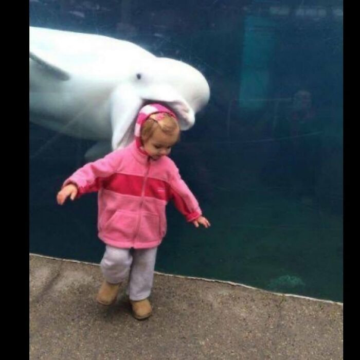 10. A gentle reminder that belugas pick their friends, and this one chose immediately.