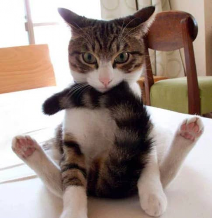 3. Here's a moment of silence for a kitty who finally caught its tail.