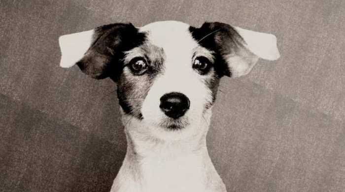 Female Black and White Dog Names