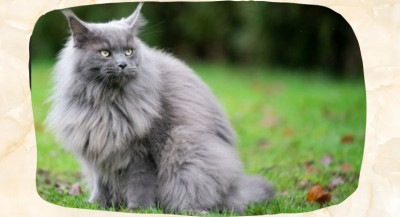 Blue Maine Coon: What “Blue” Really Means in Cat Color Terms