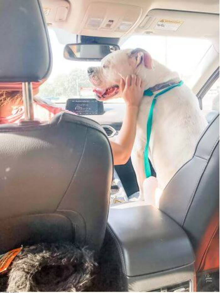 He will undoubtedly spend the remainder of his days in love and joy in his new forever home.