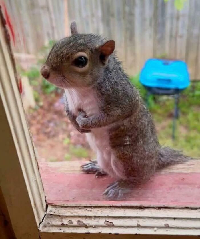 45. A Baby Squirrel Saved, Now She’s Demanding Peanuts