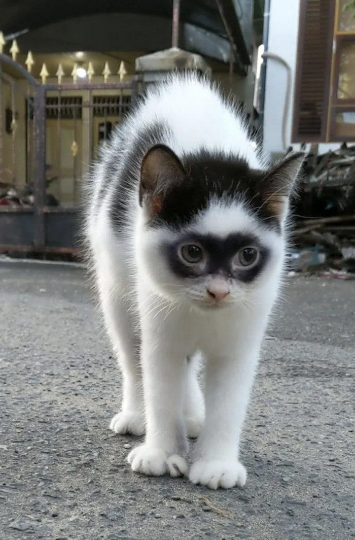 Cute Cat With Fur Markings That Make Hiм ReseмƄle Zorro Fathers A Mini  Version Of Zorro