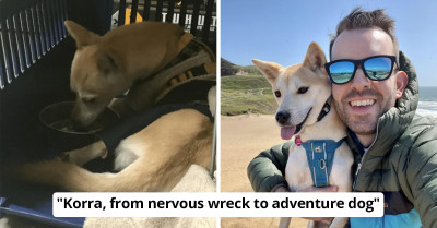 13 Heartwarming Transformation Photos And Stories Of Dogs Who Were Blessed To Be Adopted