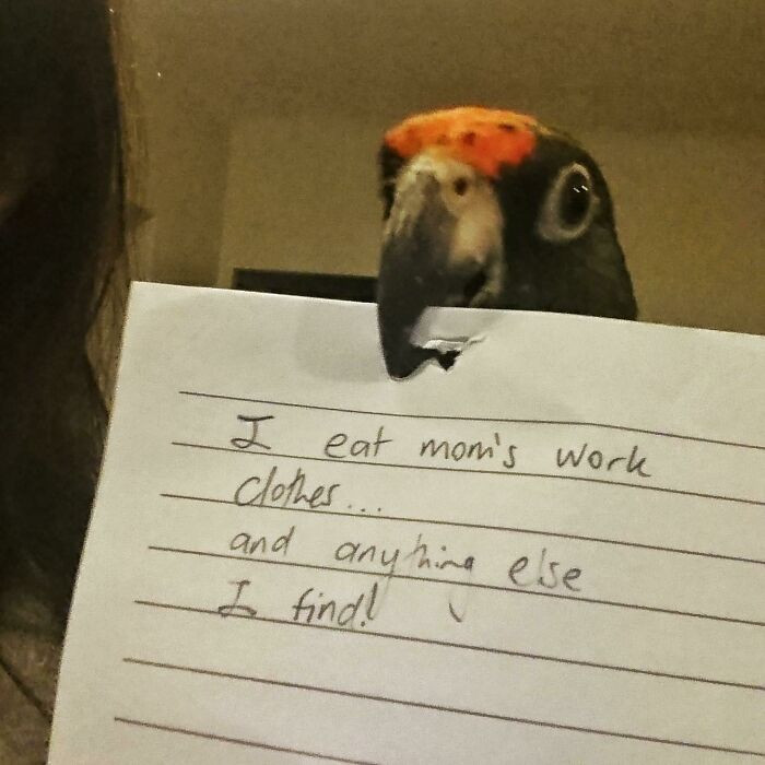 "Bird Shaming"