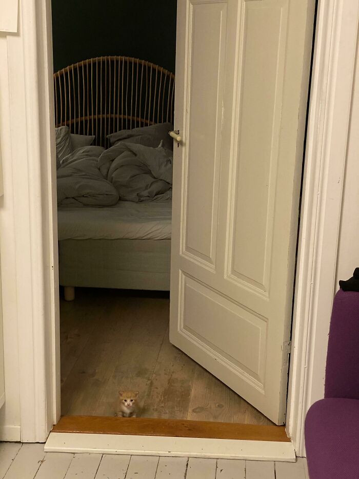 12. Old Photo Of My Cat. Can You Find Her?