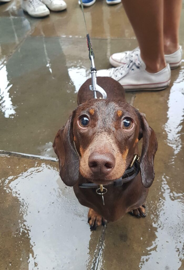 "A Sausage In The Rain"