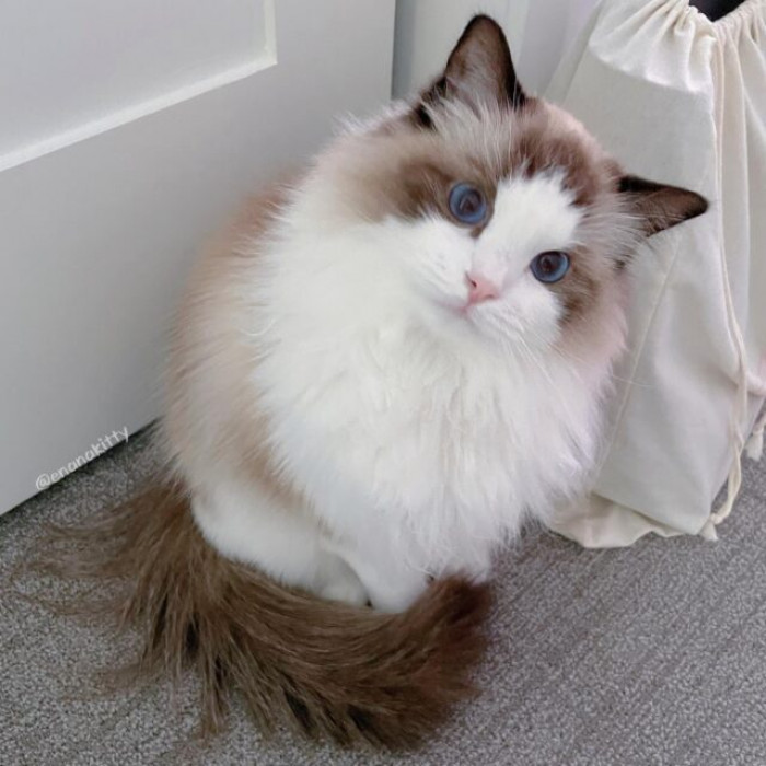 Shift into a cat reality and envision touching Ena's soft and fluffy fur when you need to refocus. She's a dream come true that will put you in the best mood. Ena, as a sweet kitty, wishes you happiness!