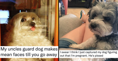 14 Dogs Who Are As Adorable As They Are Rude