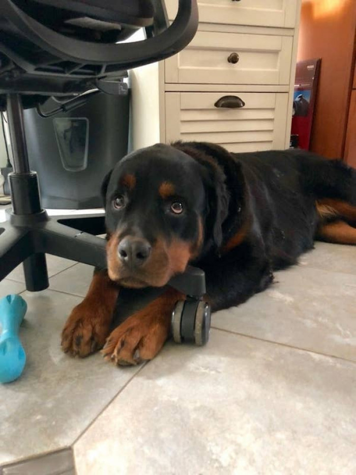 10. "He makes his magic look to get a treat."