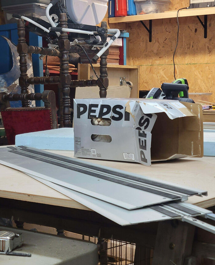 6. There Is No Cat, Only Delicious Soda Pop