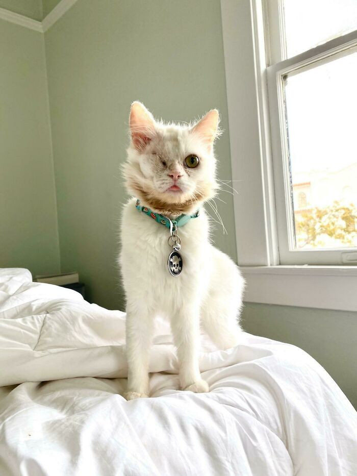 "Morning Blep From The Rescue Kitty, Mosi"