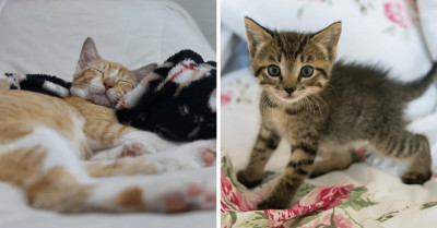 18 Adorable Cat Adoption Photos To Soothe Your Soul