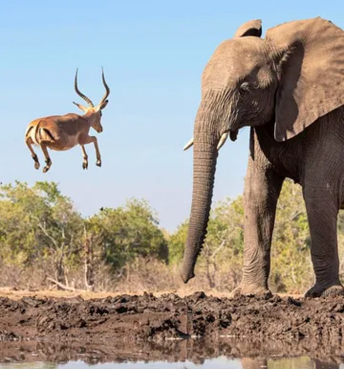 A wildlife photographer was at the right place at the right time to capture the tiny animal leaping into the air just in front of the massive mammal.