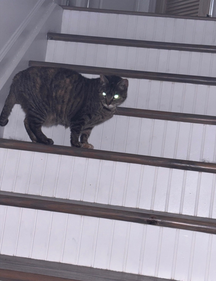 The OP went ahead to share some images of the cat and here they are...