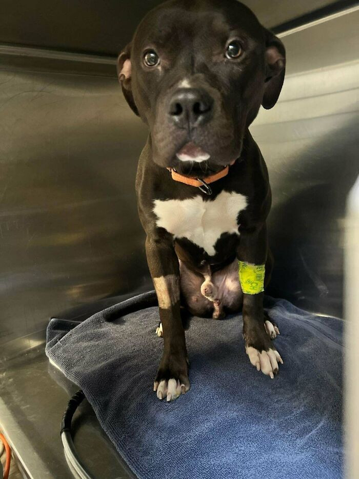 20. A beautiful doggo, ready for a new experience