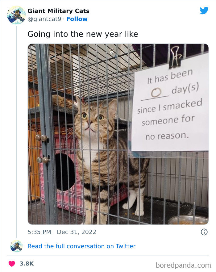 Cat inside a couch fort, described as a menace of a cat