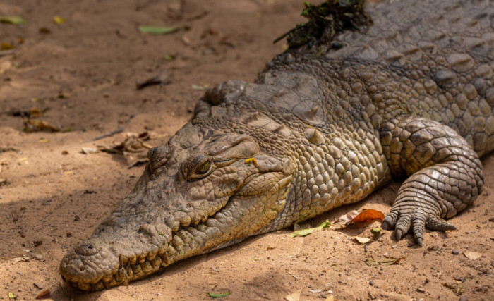 Crocodile Communication and Parenting