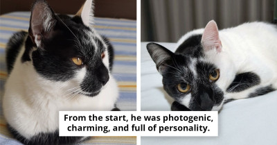 Meet The Rescue Cat With A Heart On His Chest That Just Won "Brazil's Most Beautiful Cat" Title