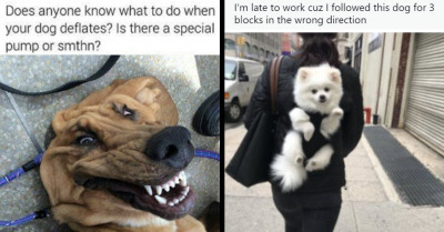 Doggos Are The Purest Beings On Earth And These 15 Posts Will Make You Agree