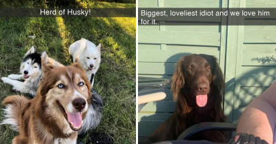 27 Amazing Dog Snapshots to Make You Realize How Funny and Adorable Dogs Are