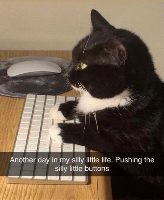 16. Meowcrosoft Teams meeting number four of the day.