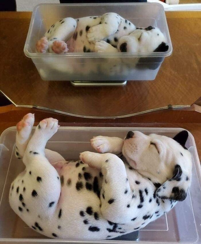 6. Freshly baked puppy loaf cooling on the counter, please do not poke.