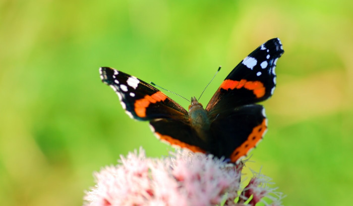 Butterfly Facts About Wings and Senses