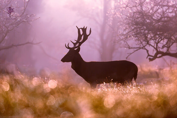 17. Fallow Deer Fairytale