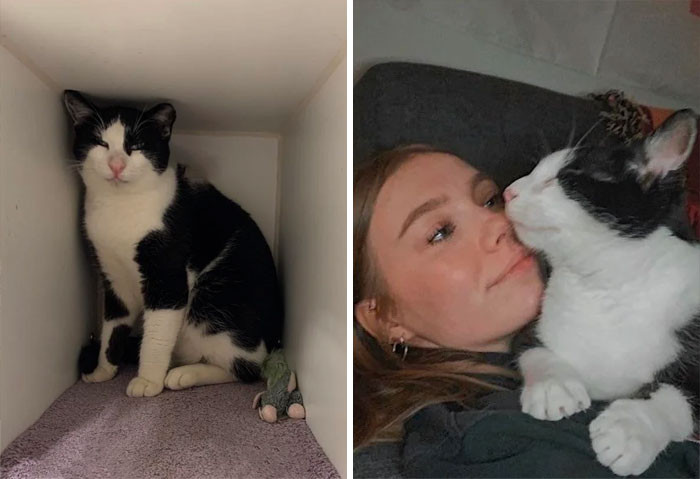 34. At the shelter vs. Now that it's adopted
