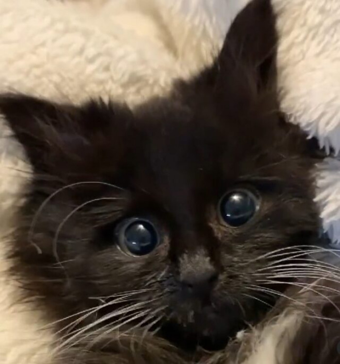 This kitten had absolutely no interest in eating.