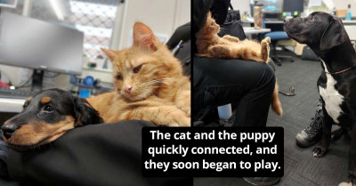 Feral Cat With A Rare And Adorable Personality Finds An Unusual Job At A Dog Shelter