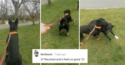 Dogs Belonging To Two Brothers Reunite After Staying Apart For Months, And Redditors Are Overjoyed
