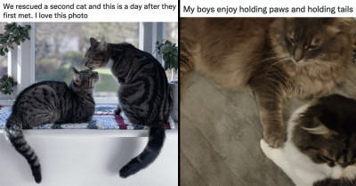 This Twitter Thread Of Cats Accepting Their New Rescued Siblings Will Warm Your Heart