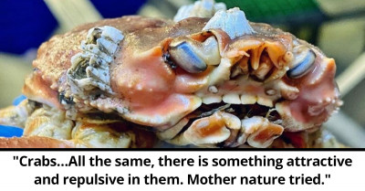 Norwegian Fisherman Finds A Crab That Has Human Teeth, And It Is Terrifying