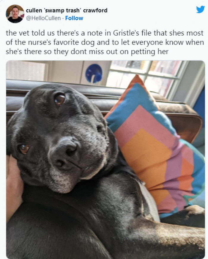 1. The Most Favorite Dog