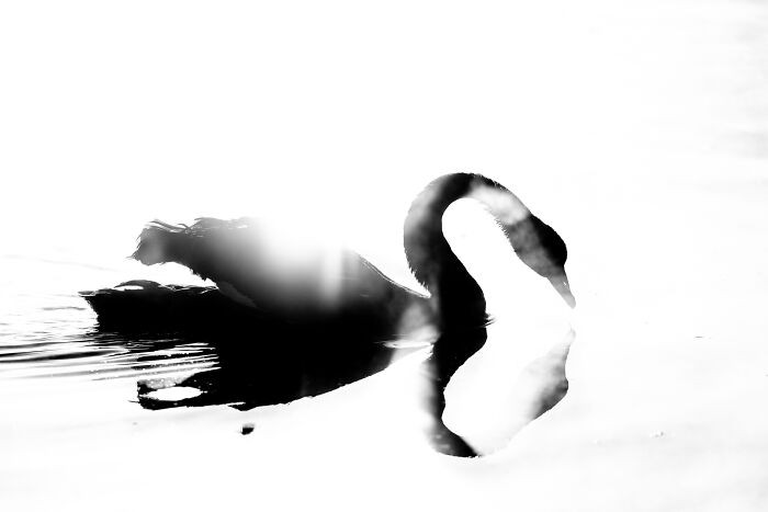 Black And White, Silver Award: Black And White Swan By Raoul Slater, Australia