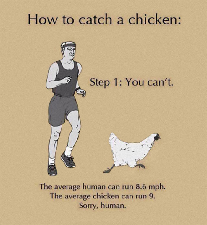 39. How To Catch A Chicken