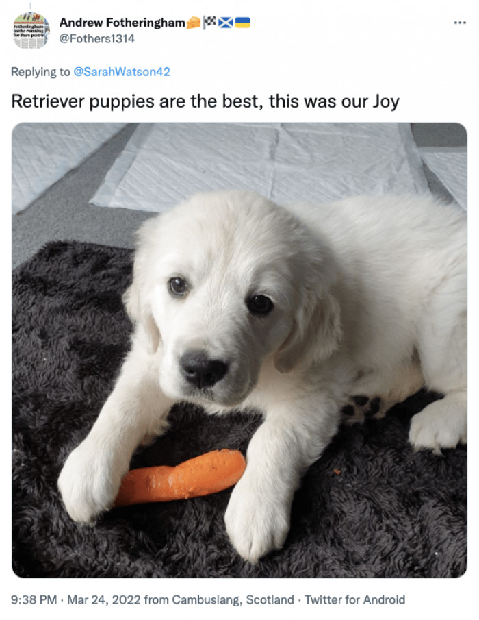 14. Retrievers are the best, indeed