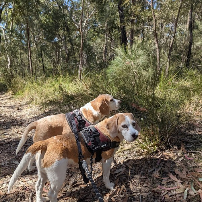Survey participants weigh Indian pariah dog, German shepherd, herding dogs, doberman pinscher