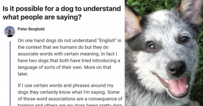 "Is It Possible For A Dog To Understand What People Are Saying?" Sparks A Heated Debate Online