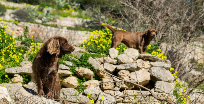 Farm Dog Names