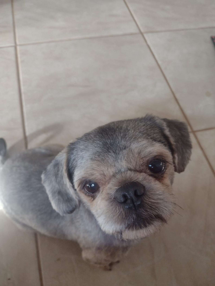 Fortunately, Milly came to realize that, despite looking different, it was her old friend Lupim.