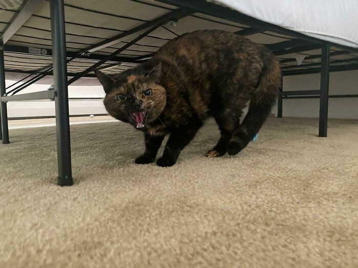 "Our Cat When Seeing Our Pet Sitter On Their First Visit"