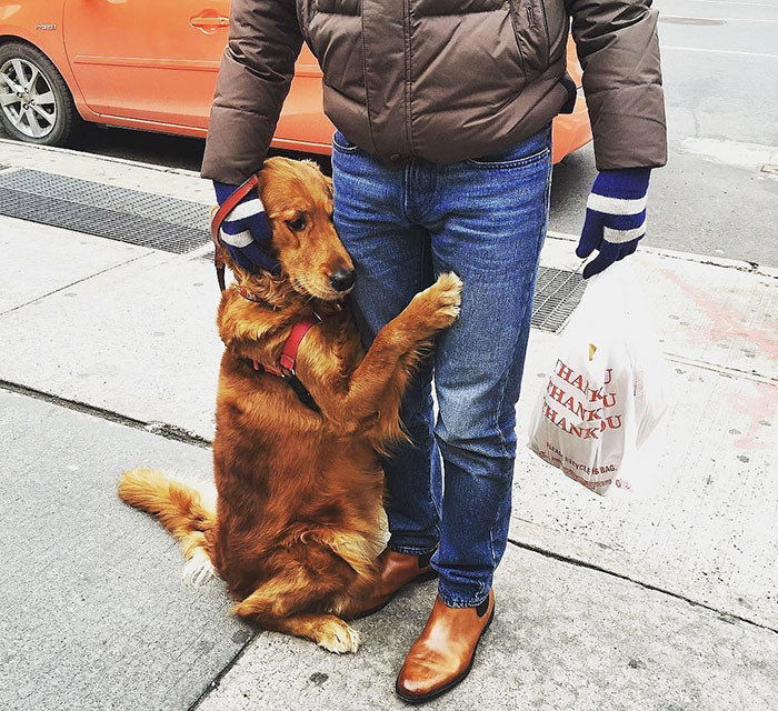 This Golden Retriever is on a mission to spread love
