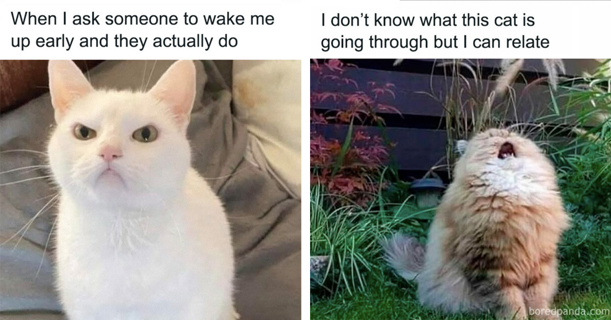 50+ Hilarious Cat Memes That Make You Fall Back in Love