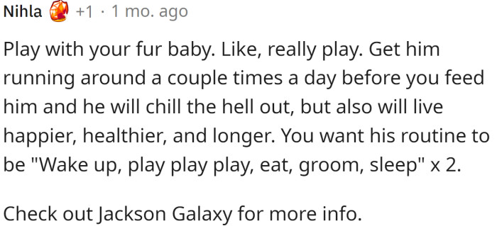 The cat needs to burn some energy and have a routine