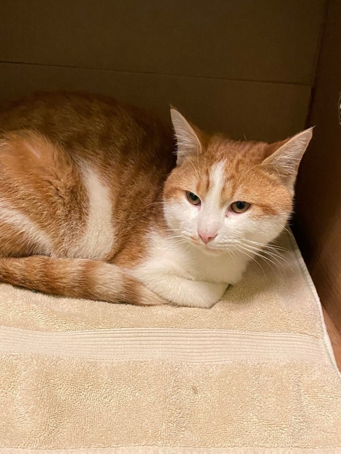 Wild Bill's soft spot for other feline friends always showed