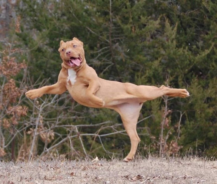 Derpy Dog steals the show with a solo balancing act - a woof-tastic performance!