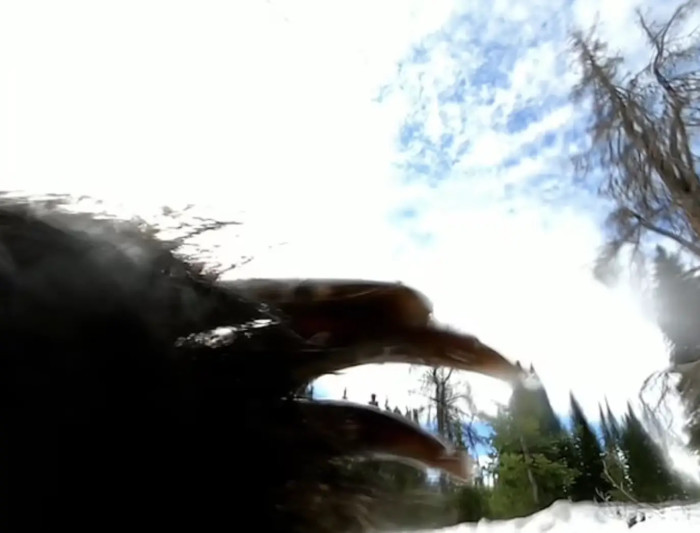 Those claws look terrifying